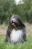 TERRIER DU TIBET 323